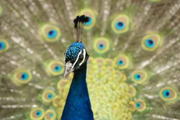 Pfau Mit Aufgerissenem Schwanz Mit Bunten Federn Hochwertiges Foto — Stockfoto