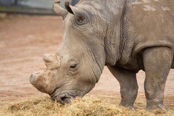 Rinoceronte Comiendo Hierba Una Reserva Animales Foto Alta Calidad — Foto de Stock