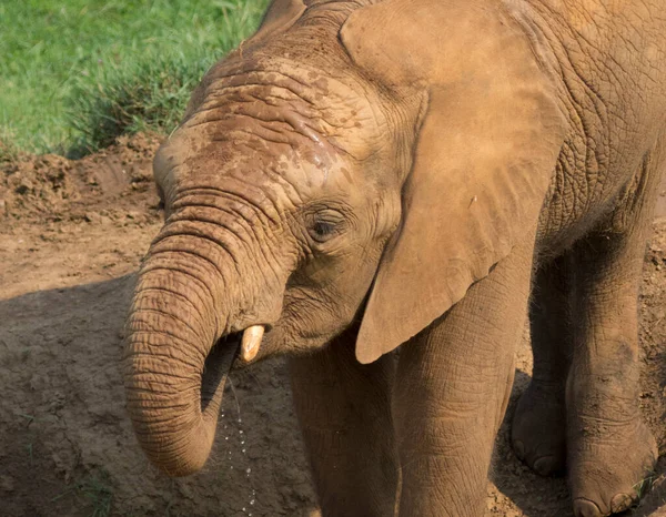 Elefante Marrón Bebiendo Agua Estanque Suelo Con Tronco Foto Alta — Foto de Stock