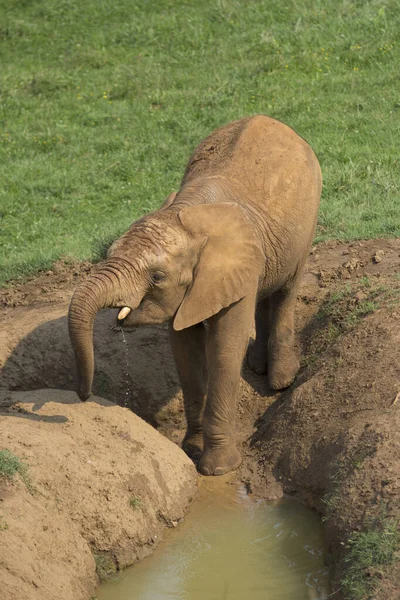 Der Braune Elefant Trinkt Mit Seinem Rüssel Wasser Aus Einem — Stockfoto