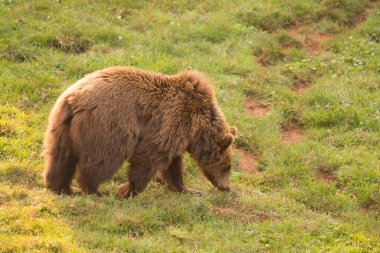 İspanya, Cantabria 'daki Cabarceno Doğal Parkı' nda çimlerin üzerinde yürüyen kahverengi ayı. Yüksek kalite fotoğraf