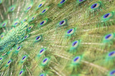 Tavus kuşu tüylerindeki yuvarlak desen yakındır. Yüksek kalite fotoğraf