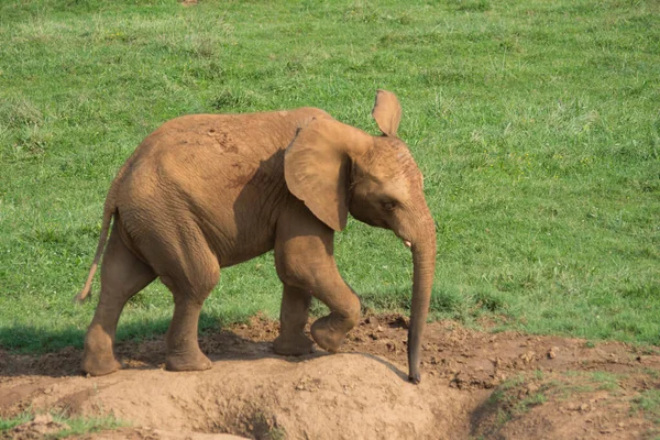 Elefante Marrón Caminando Sobre Campo Verde Foto Alta Calidad — Foto de Stock