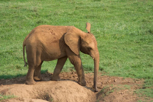 Коричневый Слон Пьет Воду Пруда Земле Стволом Высокое Качество Фото — стоковое фото