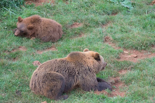 Ein Braunbär Liegt Gras Auf Einer Grünen Wiese Hochwertiges Foto — Stockfoto