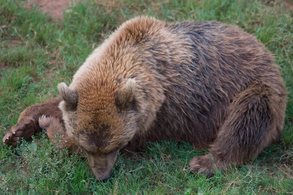 Ein Braunbär Liegt Gras Auf Einer Grünen Wiese Hochwertiges Foto — Stockfoto