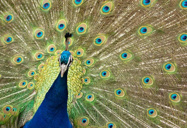 Pfau Mit Aufgerissenem Schwanz Mit Bunten Federn Hochwertiges Foto — Stockfoto