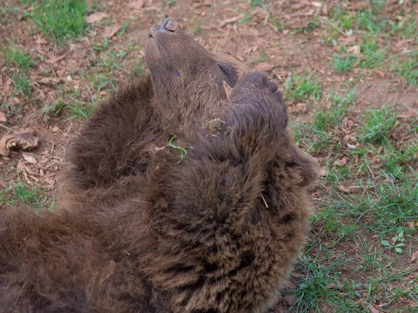 Ein Braunbär Liegt Gras Auf Einer Grünen Wiese Hochwertiges Foto — Stockfoto