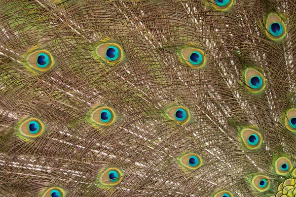 Tavus kuşu tüylerindeki yuvarlak desen yakındır. Yüksek kalite fotoğraf