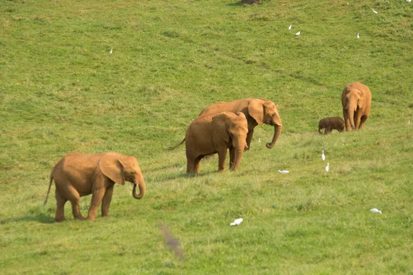 Brown Elephants Walking Green Field High Quality Photo — Stock Photo, Image