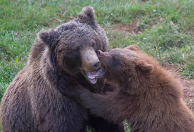 Kahverengi ayı anne ve çocuğu çimenlerde oynuyorlar. Yüksek kalite fotoğraf