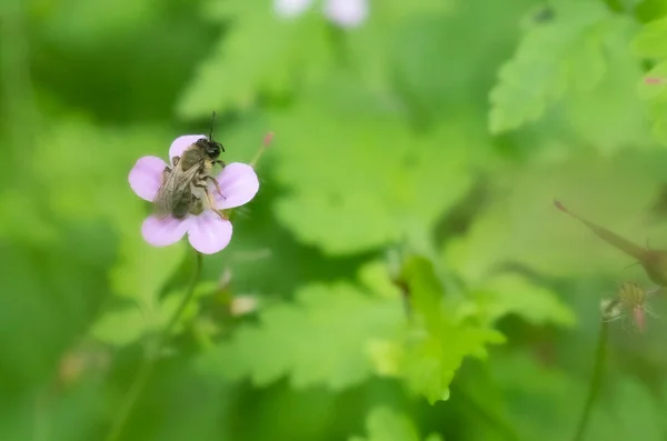 Bumble Méh Polinizál Egy Növényt Nyáron Kiváló Minőségű Fénykép — Stock Fotó