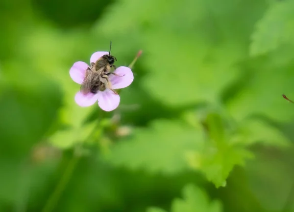 Bumble Bee Polinizing Plant Summer High Quality Photo — Stock Photo, Image