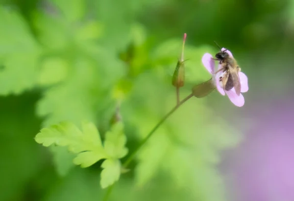 stock image Bumble bee polinizing a plant in summer. High quality photo