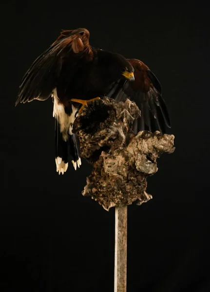 Harris Hawk siyah arka planda uçuyor. Yüksek kalite fotoğraf