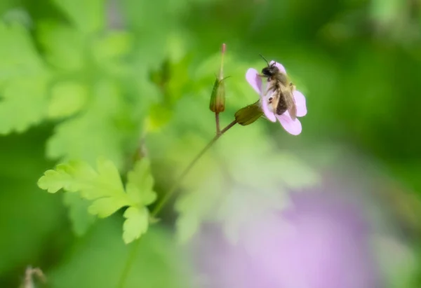 Bumble Abelha Polinizando Uma Planta Verão Foto Alta Qualidade — Fotografia de Stock