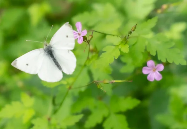 白い蝶が植物を汚染しています 高品質の写真 — ストック写真