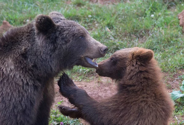 茶色のクマの母親と子供が草の中で遊んでいます 高品質の写真 — ストック写真