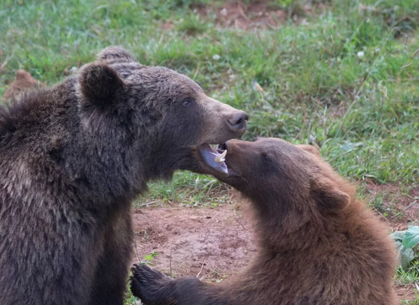 Brown Bear Mother Child Playing Grass High Quality Photo — Stock Photo, Image