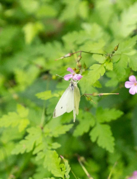White Butterfly Polinizing Plant High Quality Photo — Stock Photo, Image