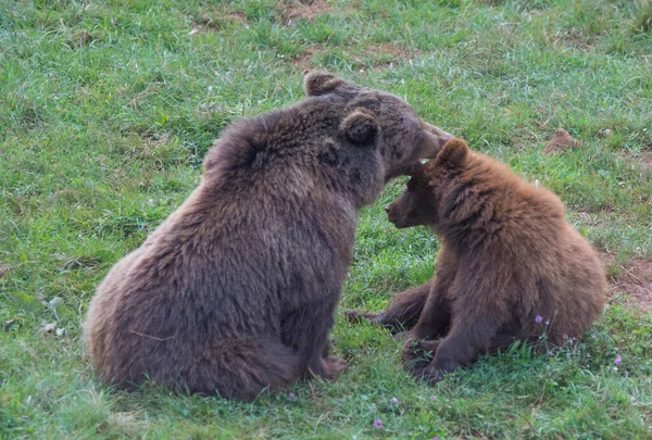 Brown Bear Mother Child Playing Grass High Quality Photo — Stock Photo, Image