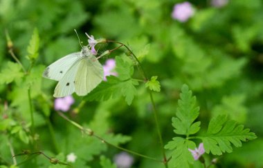 Beyaz kelebek bir bitkiyi polenliyor. Yüksek kalite fotoğraf