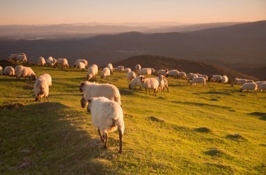 Gün batımında dağlarda ot yiyen koyunlar. Yüksek kalite fotoğraf