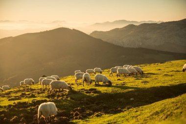 Gün batımında dağlarda ot yiyen koyunlar. Yüksek kalite fotoğraf
