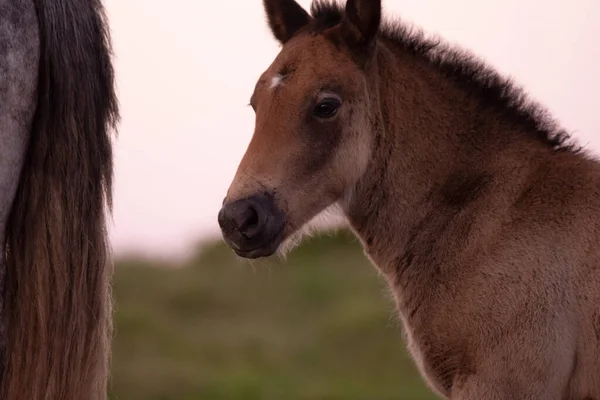 Cavalo Mãe Criança Nas Montanhas País Basco Pôr Sol Espanha — Fotografia de Stock