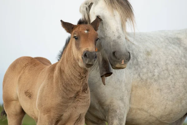 Paard Moeder Kind Bergen Van Het Baskische Land Bij Zonsondergang — Stockfoto