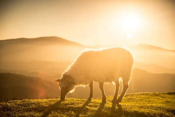 日落时 山里的羊在吃草 高质量的照片 — 图库照片
