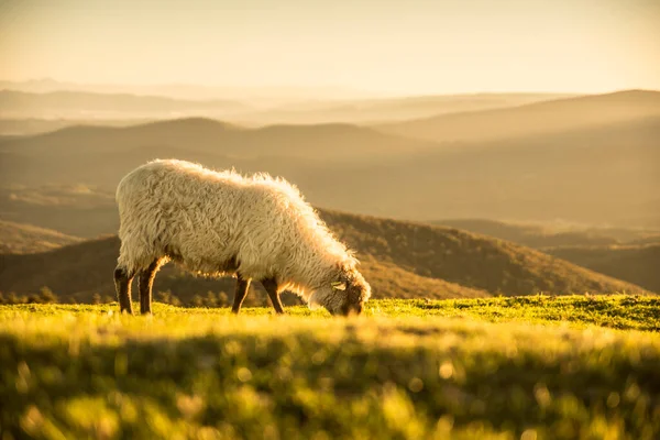 Schapen Die Gras Eten Bergen Bij Zonsondergang Hoge Kwaliteit Foto — Stockfoto