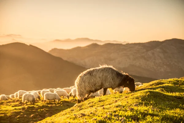 Πρόβατα Τρώνε Γρασίδι Στα Βουνά Ηλιοβασίλεμα Υψηλής Ποιότητας Φωτογραφία — Φωτογραφία Αρχείου