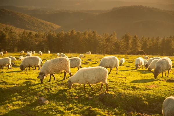 Schafe Fressen Bei Sonnenuntergang Gras Den Bergen Hochwertiges Foto — Stockfoto