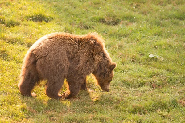 Brown Bear Walking Grass Cabarceno Natural Park Cantabria Spain High — Stock Photo, Image