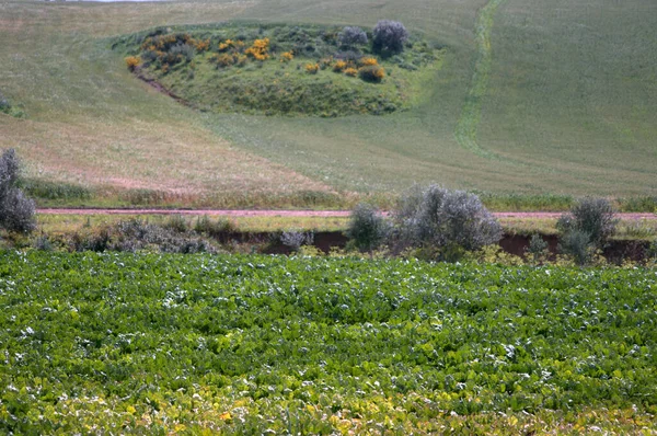Krajina Zelená Maroko Sever — Stock fotografie