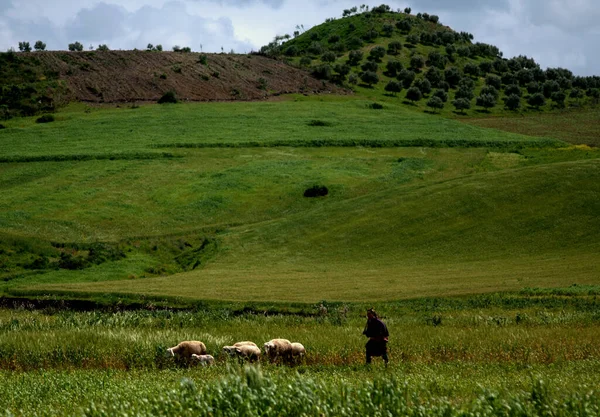 Vida Campo Marruecos Norte — Foto de Stock
