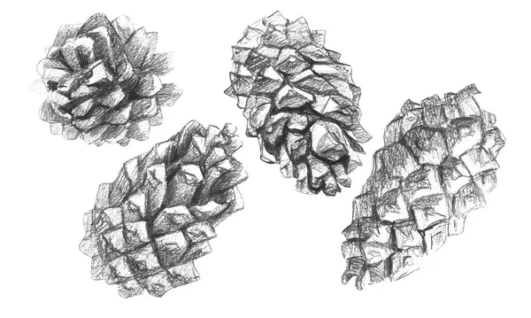 Set Pine Cones Drawn Pencil Realistic Illustration Different Angles Christmas — Stock Photo, Image