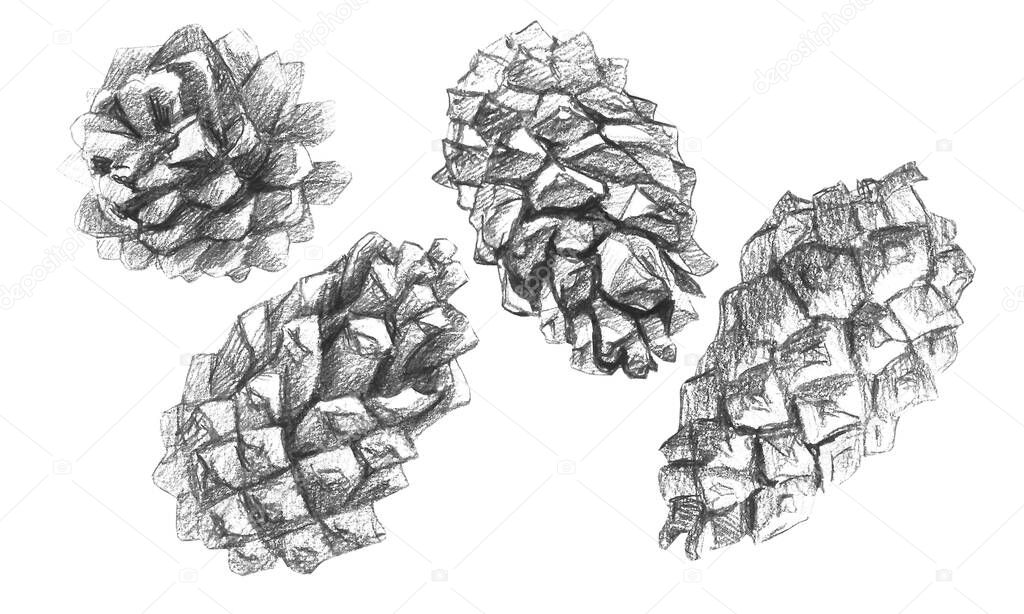A set of pine cones drawn with a pencil. Realistic illustration from different angles. Christmas decoration element