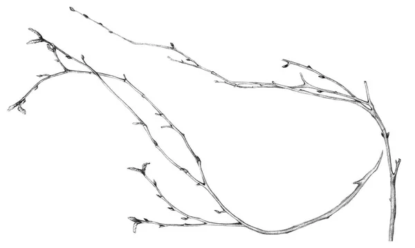 Birch Branches Drawn Pencil Realistic Illustration — Stock Photo, Image