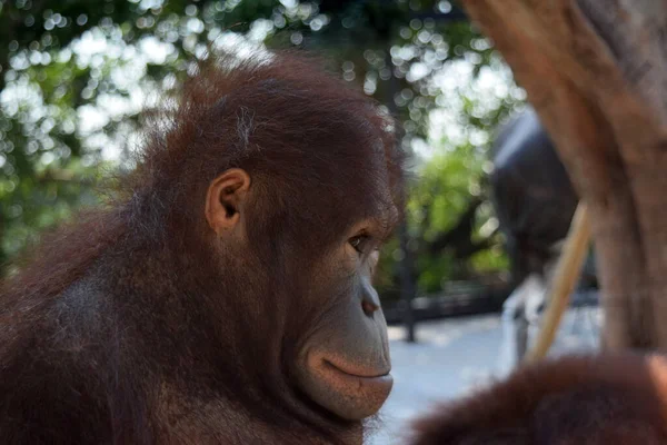 Lindo Orangután Joven Relajándose Parque — Foto de Stock