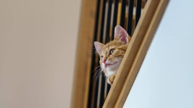 Merdivenlerde kızıl kedi yavrusu