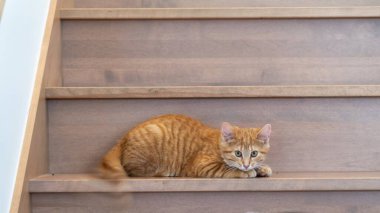Merdivenlerde kızıl kedi yavrusu