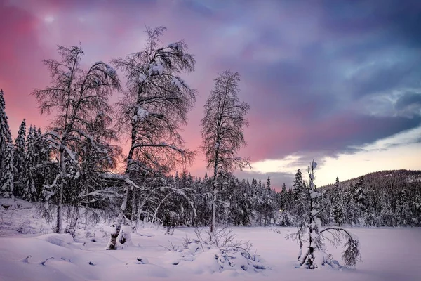 겨울의 아름다운 일몰 광경에 눈덮인 숲이 뒤덮여 있다 . — 스톡 사진