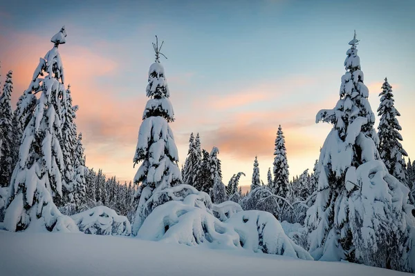 Pôr do sol colorido sobre a paisagem de inverno com floresta coberta de neve . — Fotografia de Stock