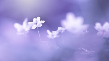 Pantone çok Peri Anemone Nemorosa 'ya yakın çekim yılın moda rengi. Doğa zemin.