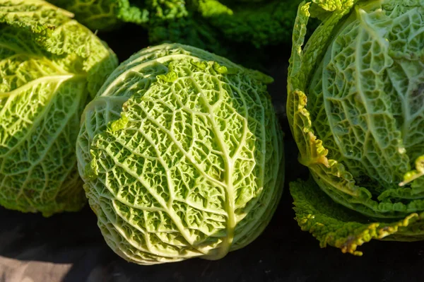 Zagreb 'deki çiftçi pazarında Savory Cabbage' ın lezzetli başkanları. Bu kış sebzesi buruşuk yaprakları ve hafif lezzeti ile bilinir.. 