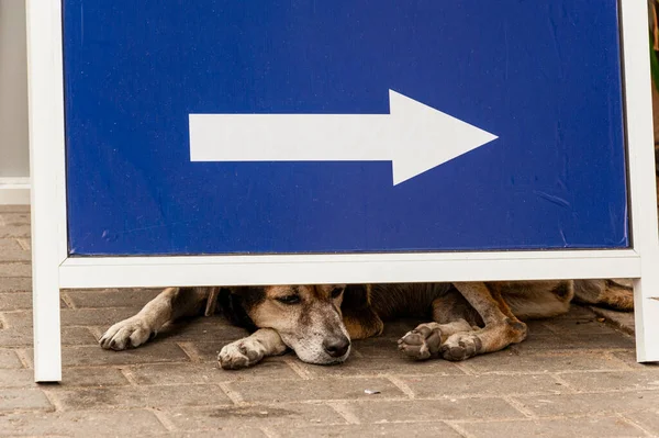 Uyuşuk sıkılmış köpek mavi işaret levhasının altında dinleniyor.