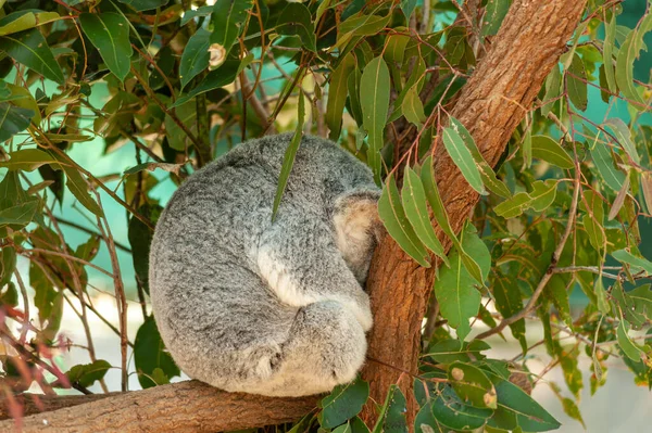 Uroczy Nieśmiały Miś Koala Drzewie — Zdjęcie stockowe