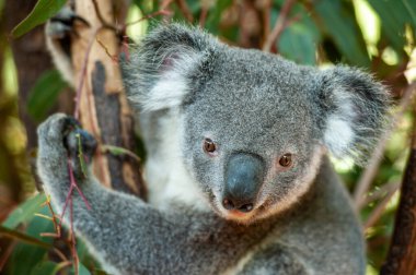 Avustralya Koala 'sı ağaçta sevimli ve meraklı görünüyor.